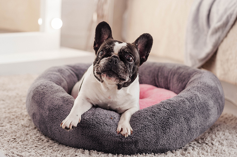 Choosing the Perfect Dog Bed: A Guide to Comfort and Style