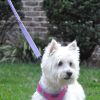 Soft Pull Traffic Dog Leash - Red
