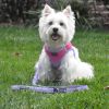 Soft Pull Traffic Dog Leash - Red