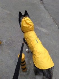 Pet Waterproof Windproof Hood Puppy Raincoat (Option: Yellow-5L)