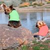 American River Solid Ultra Choke Free Dog Harness - Coral