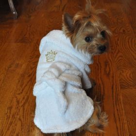 Luxury Dog Bath Robe - Gold Crown (size: small)